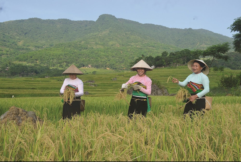 Local farmers tend to follow their traditional farming practices handed down through generations
